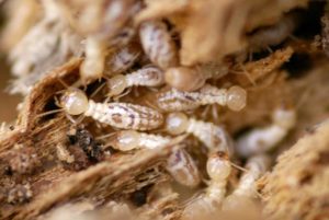 Arizona Subterranean Termites