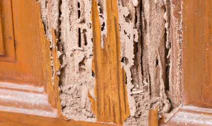 Termite wood damage