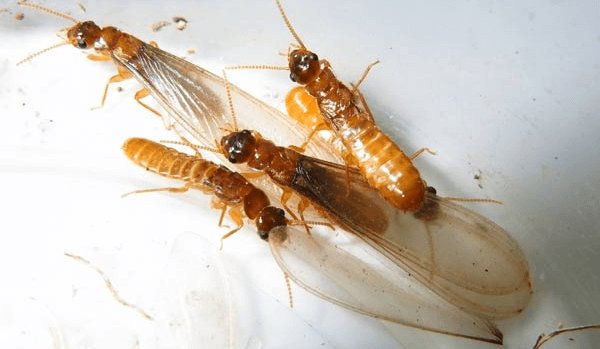 termite swarms